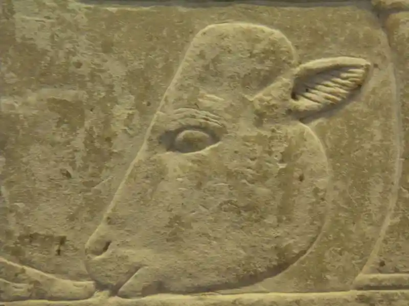 Cow head on the Stela of Sirenenutet